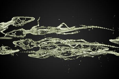 A detailed image of the baby crocodiles inside the mummy.