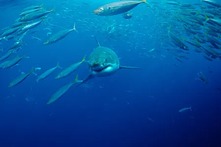 A great white shark cruises through Atlantic waters.