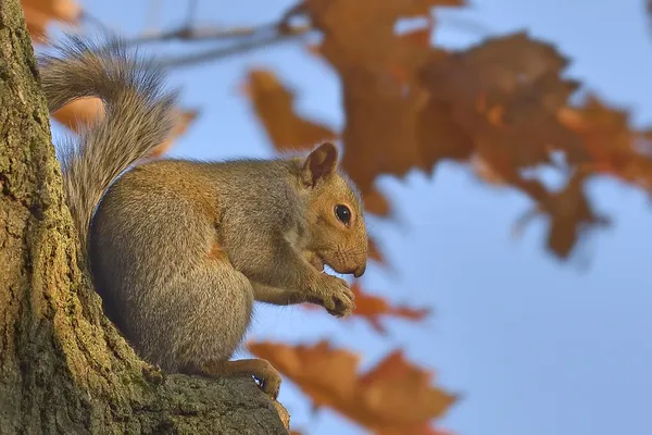 Squirrel thumbnail