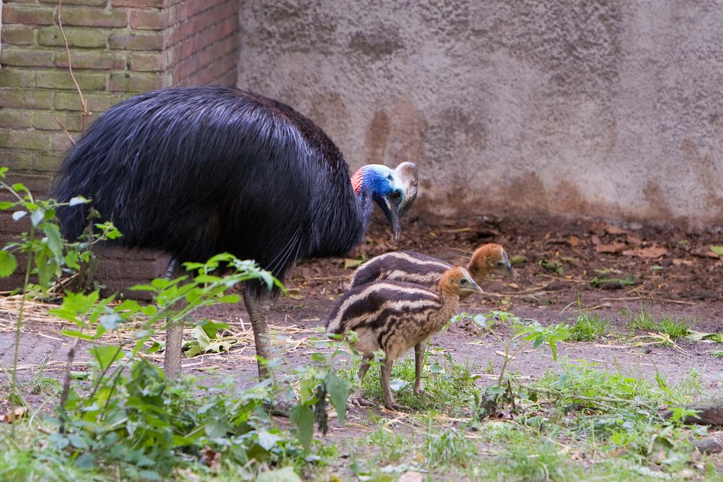 An photo of a male southern cassowary with two young chicks at a zoo in Amsterdam