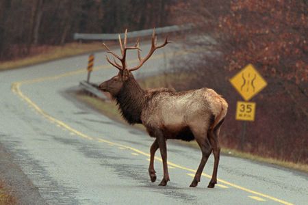 There's no rumor to the fact that a large elk population calls the north central Pennsylvania town of Dents Run home.