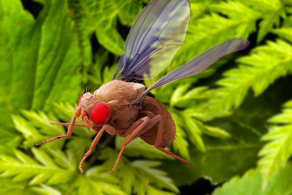 05_29_2014_fruit fly.jpg