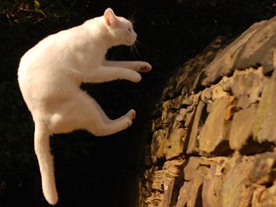 Do cats always land on their feet? Scientists figured out the answers to this and other pressing questions once and for all.