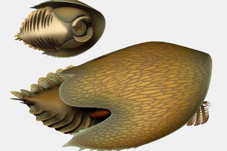 A reconstruction of Cambroraster falcatus, a large predator arthropod of the Cambrian Period. 

