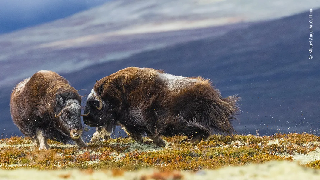 a muskox headbutts another