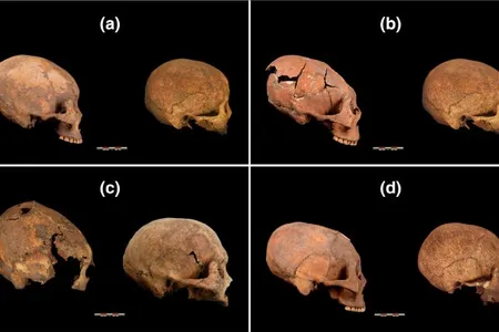 Modified skulls (seen on the left in each box) versus unmodified skulls