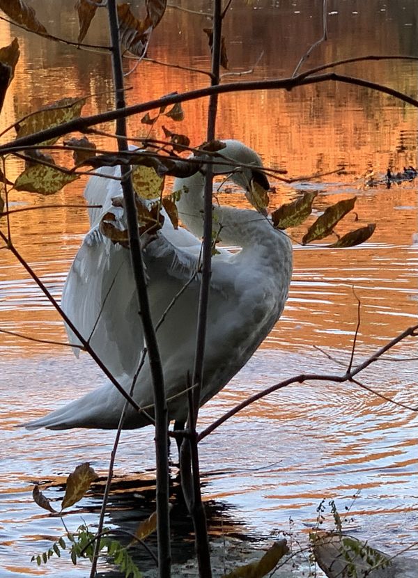 Good morning beautiful swan thumbnail