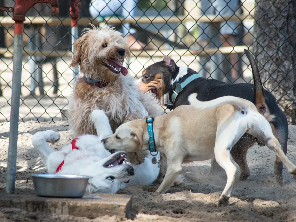 how tall should a dog park fence be