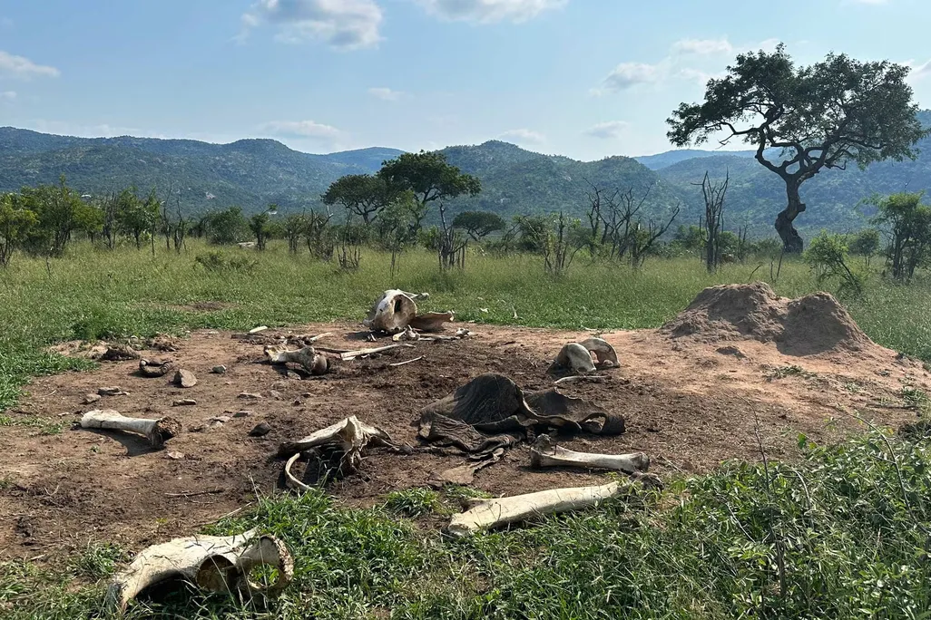remains of an elephant