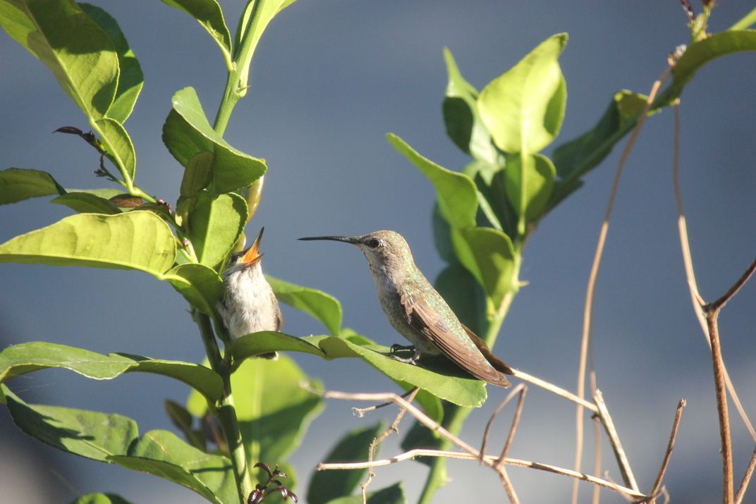 An Anna's Hummingbird fledgling asks to be fed. | Smithsonian Photo ...