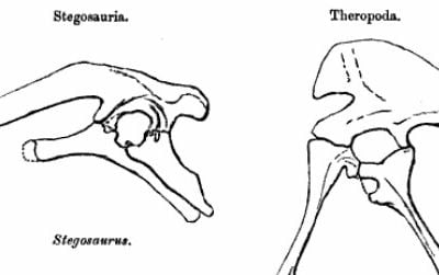 The hips of the ornithischian dinosaur Stegosaurus (left) and the saurischian dinosaur Allosaurus (right)
