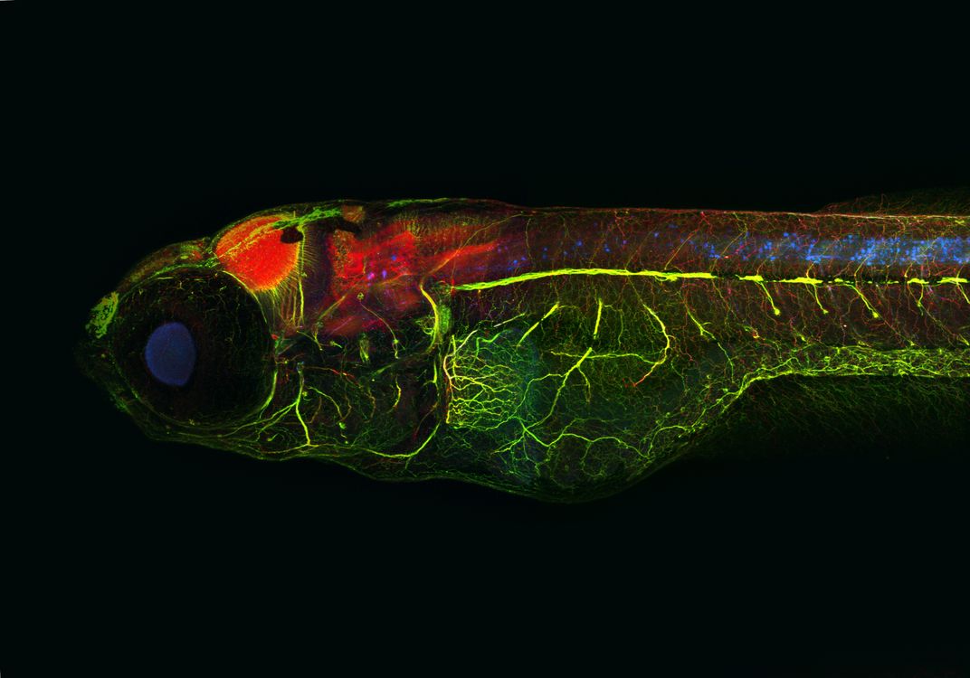 Electric Fish's Better Brain Linked to Biodiversity Boost