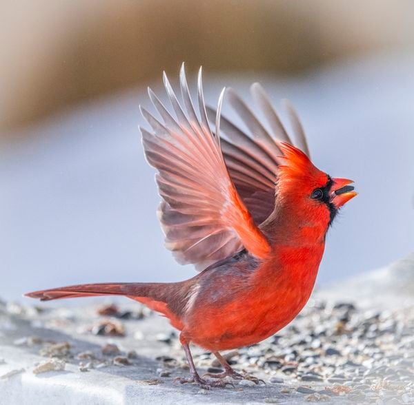 Northern Cardinal Grabbing a Seed thumbnail