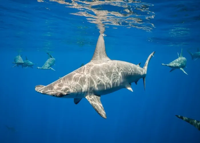 Hammerhead shark