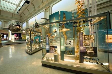 The Sant Ocean Hall at the Natural History Museum is just one of the many attractions to be enjoyed this holiday weekend.