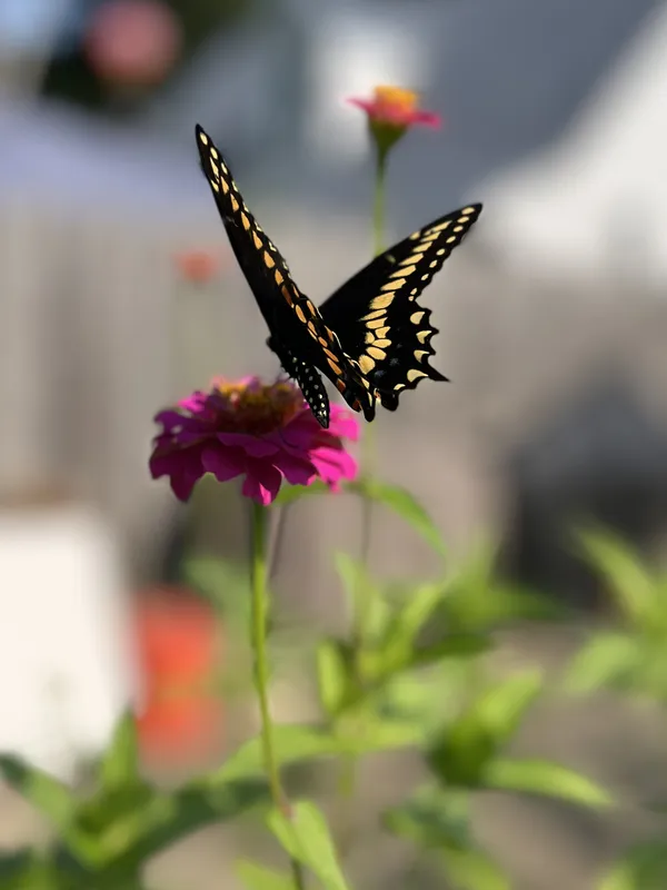 Swallowtail on Zinnia thumbnail