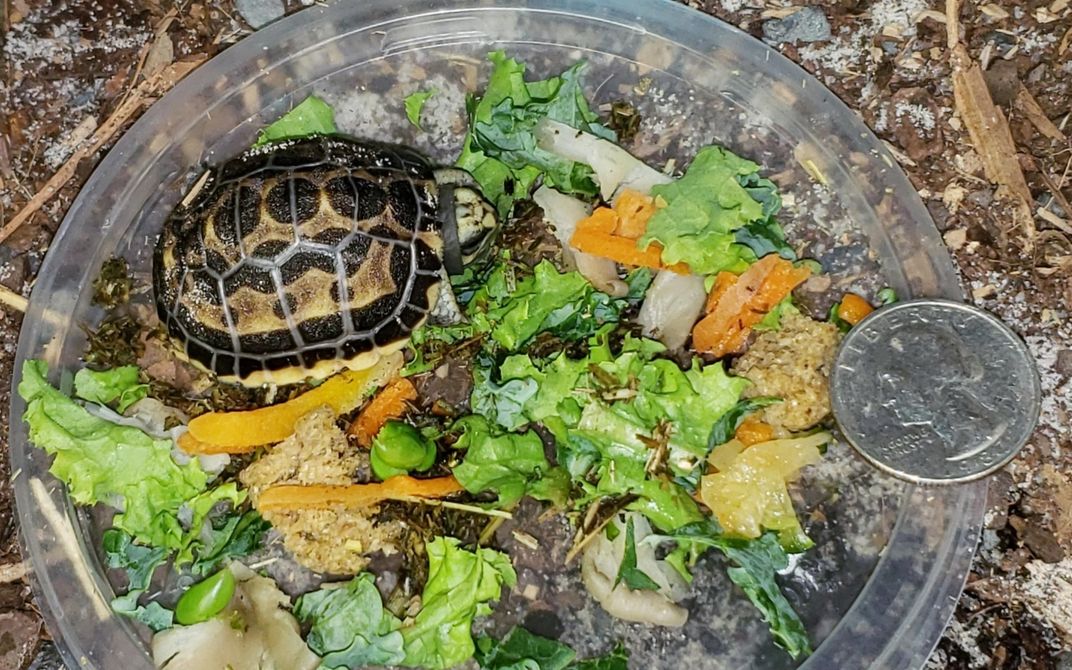 A spider tortoise hatchling stands in a small dish surrounded by fresh greens to eat. A quarter placed on the side of the dish shows that the hatchling is only slightly larger than a quarter.