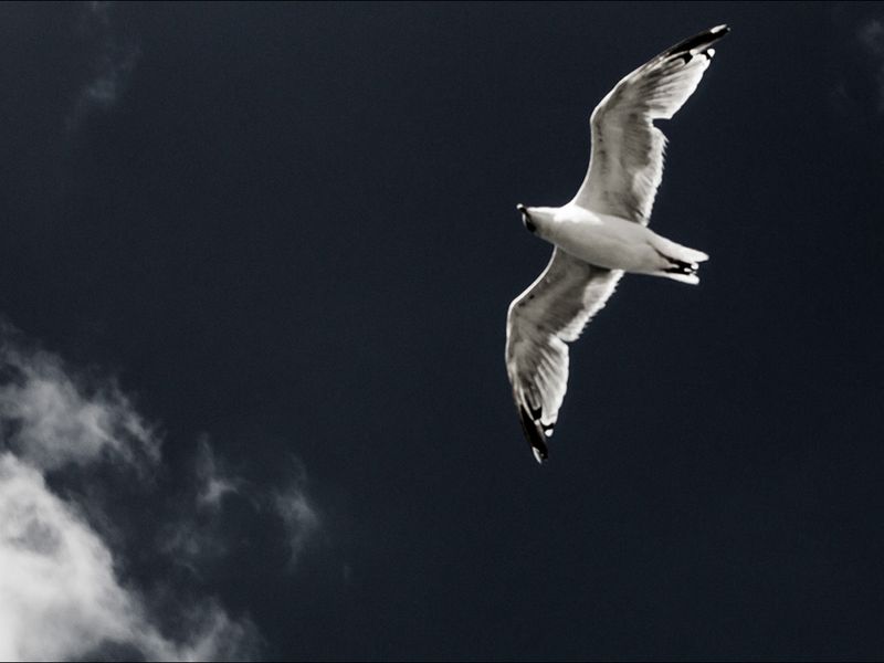 Seagull in the sky Smithsonian Photo Contest Smithsonian Magazine
