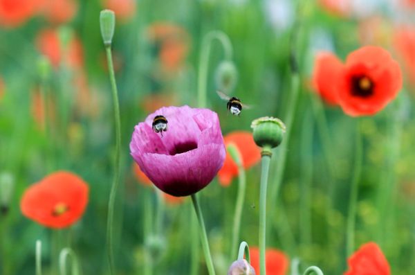 Poppies and bumble bees thumbnail