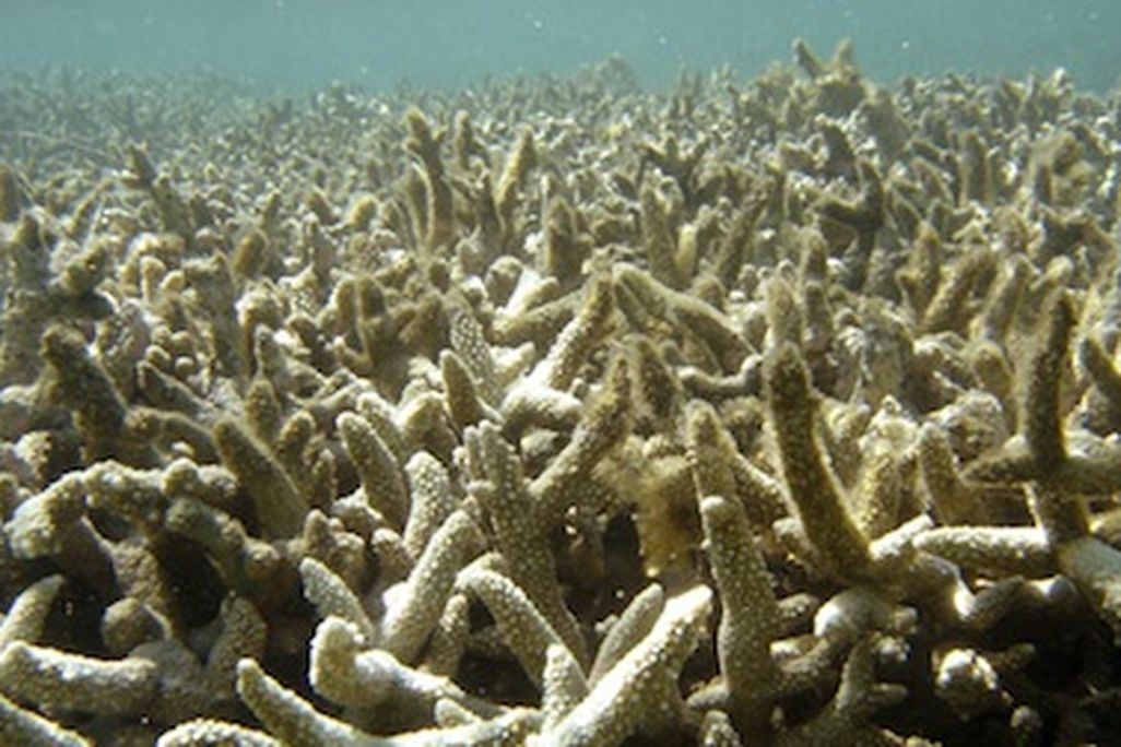 Coral bleaching off Reunion Island in the Indian Ocean.