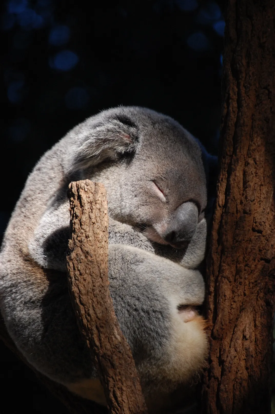 A sleeping koala sits on a tree