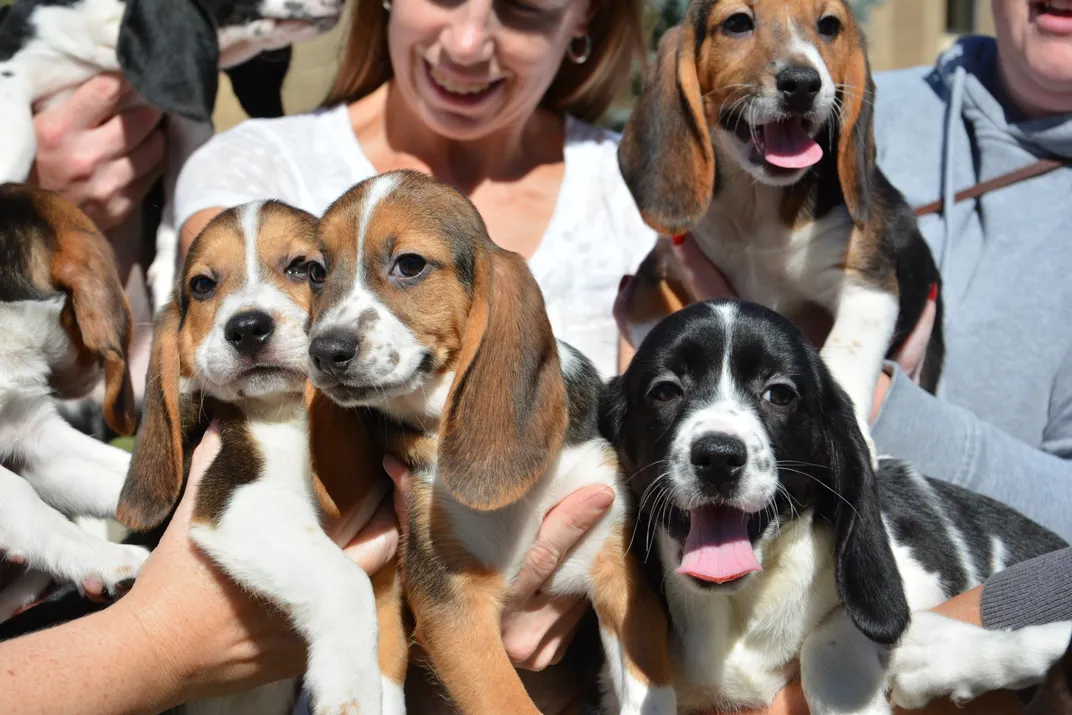 These Baby Beagles Are the First Dogs Born by In Vitro Fertilization