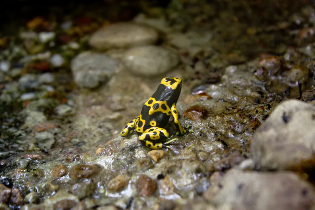 A black and yellow poison dart frog sits on brown-grey rocks, its hind legs bent and facing away from the viewer