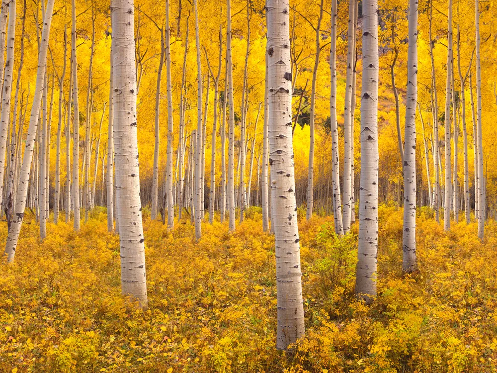 Aspen Trees