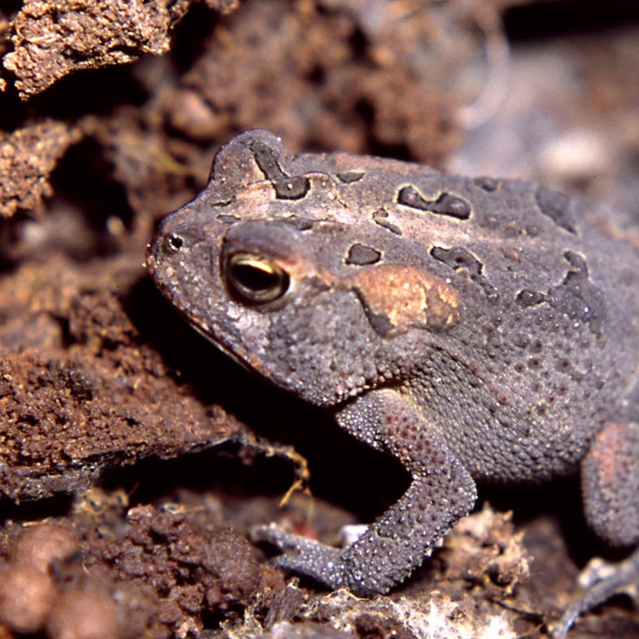 Our Toads Amphibians