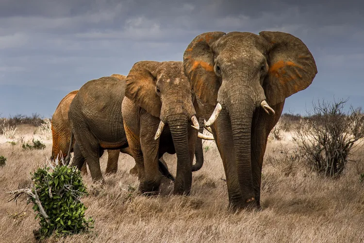 Elephants in Tsavo