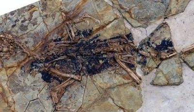 The skeleton of Xiaotingia (head is to the left)