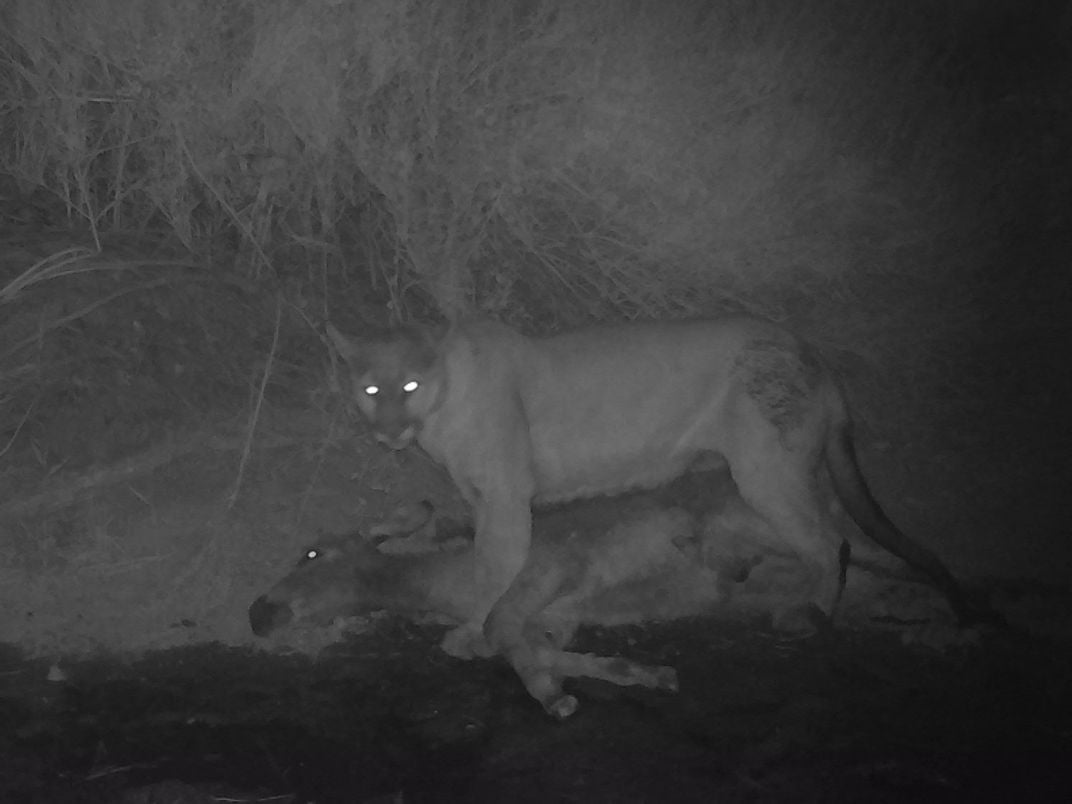 Cougar standing above a donkey carcass at night.