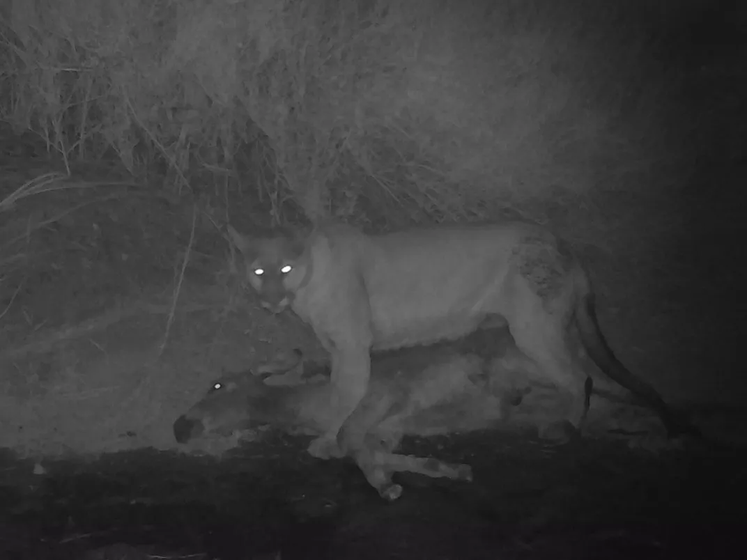 Cougar debout au-dessus d'une carcasse d'âne la nuit.