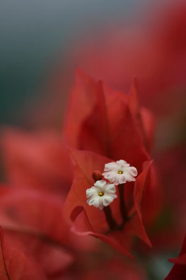 Fairy in red dancing in wonderland thumbnail