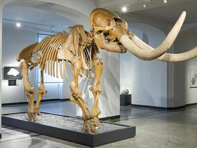 This marks the first time the fossil has been back in America since 1847, when it made its way through Europe and ultimately ended up at The Hessisches Landesmuseum Darmstadt in Germany.  