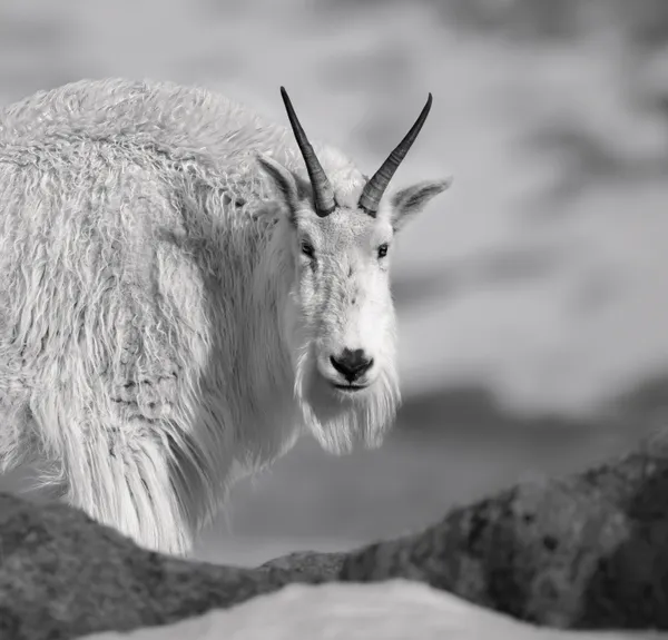 Gnadalf The White thumbnail