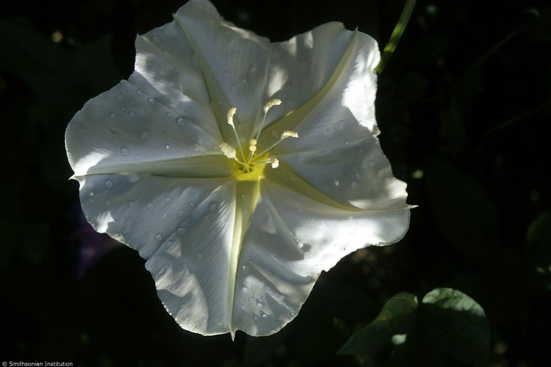 A white flower in bloom.