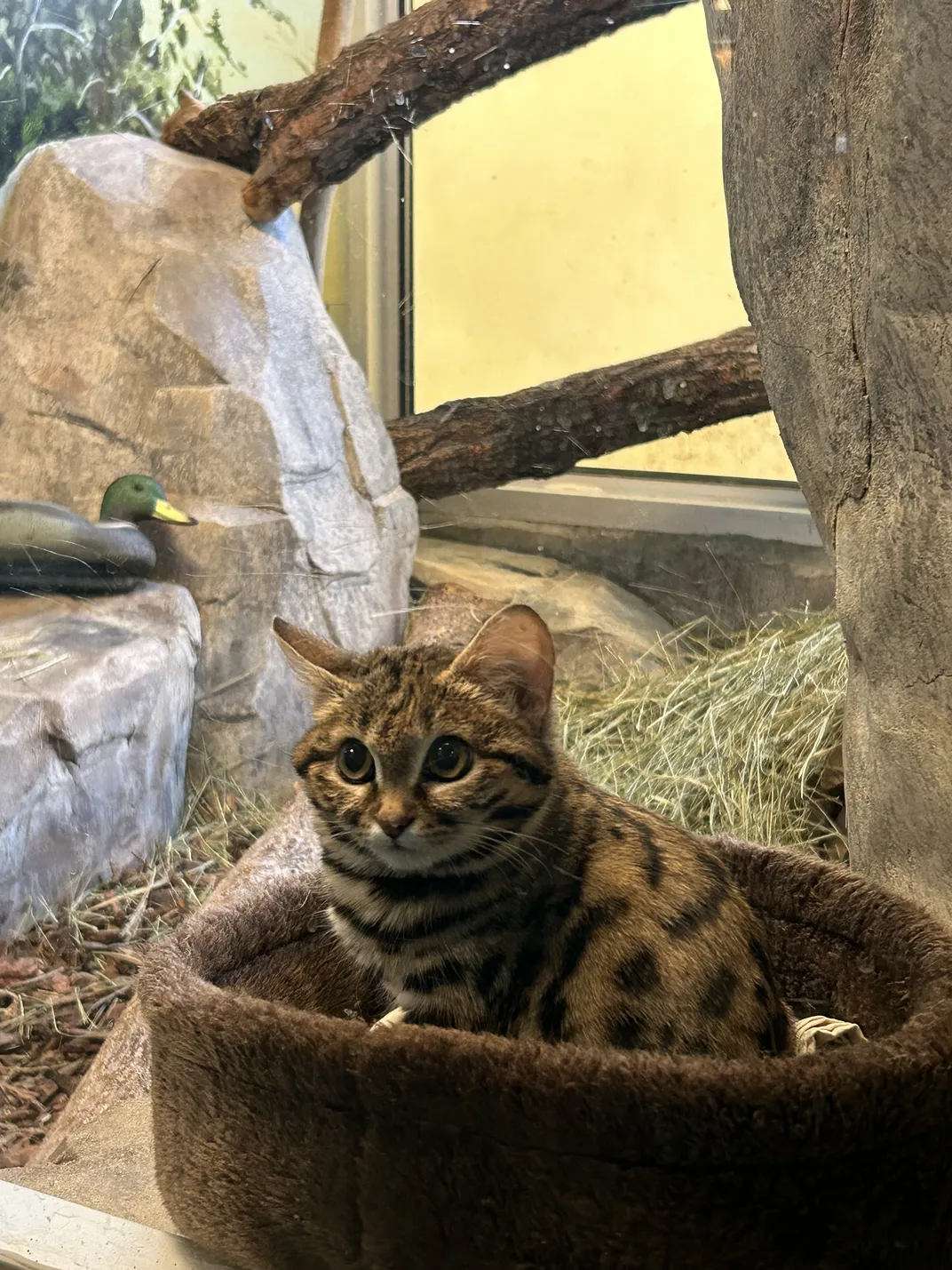 Small cute cat in zoo enclosure