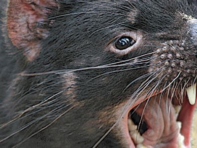 Tasmanian Devil