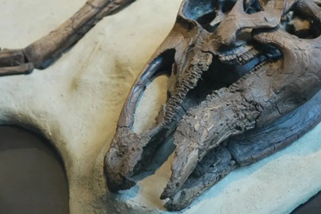 Disease has often been blamed for the extinction