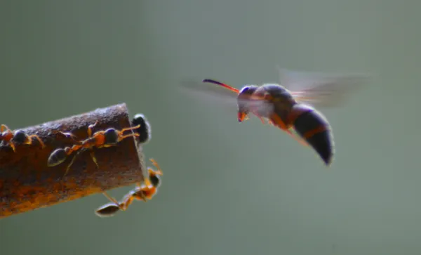 Wasp Versus Ants thumbnail