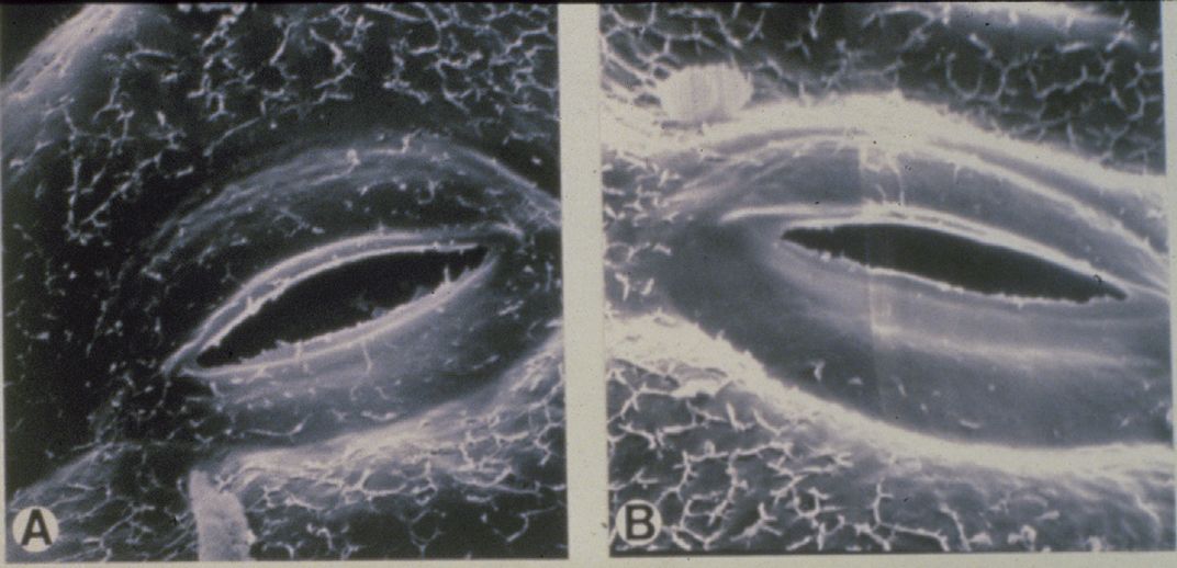 Plant Stomata