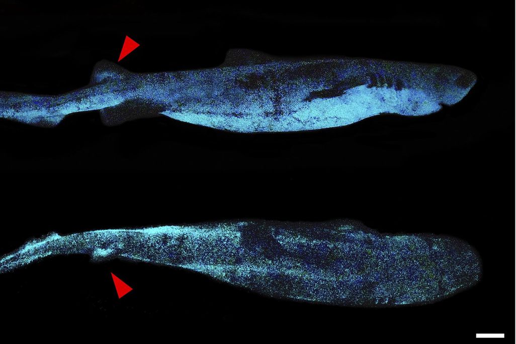 kitefin shark