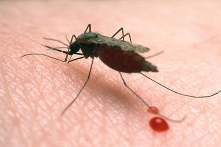 An Anopheles mosquito, the blood-sucking culprit that delivers malaria. 