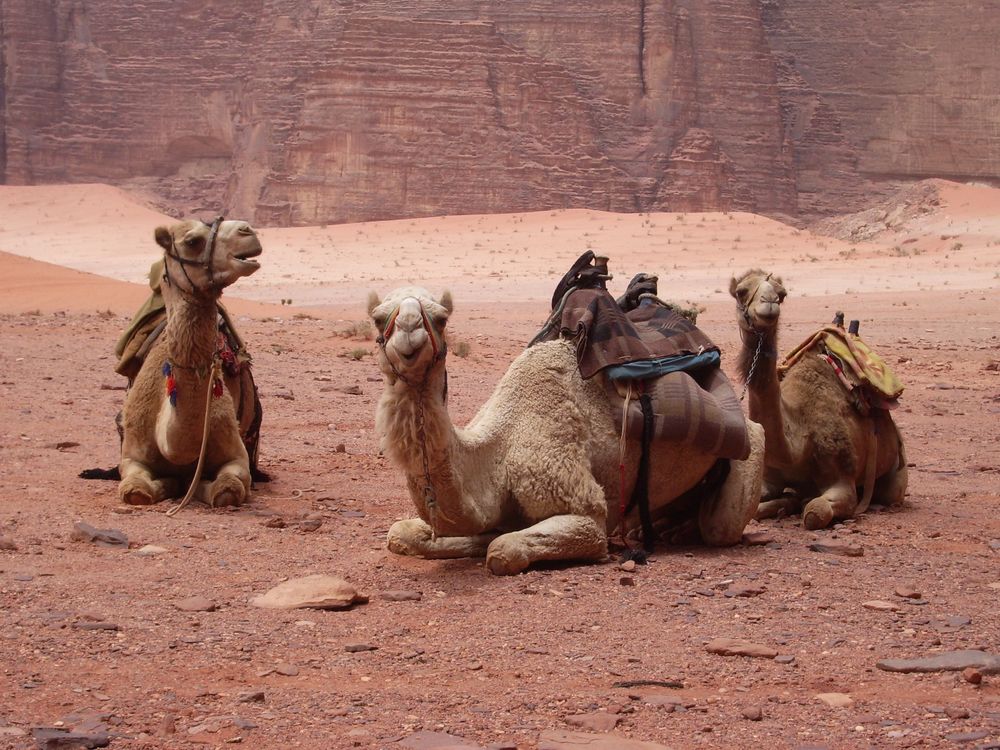 02_11_2014_camels.jpg