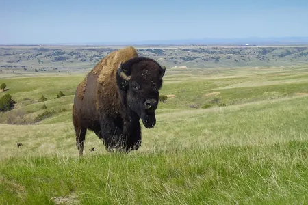 Bison could soon get grazing space next to a Denver airport