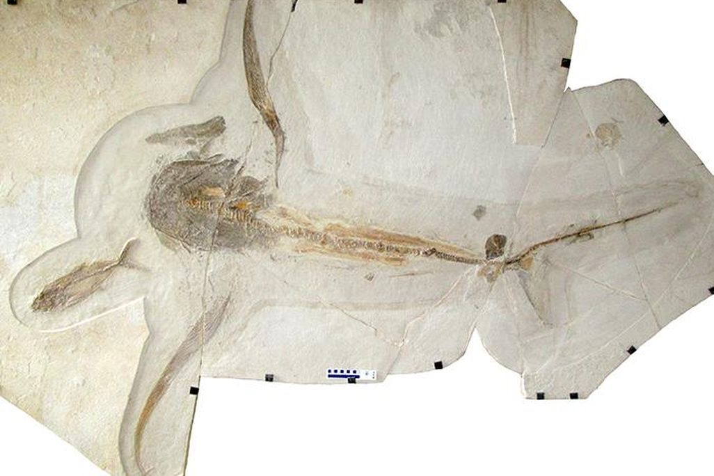 A fossil of the eagle shark