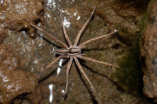 A brown spider with long legs on a rock.