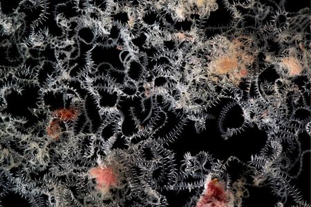 Just one section of a marine worm with a strange, branching body. This species usually lives inside the many-chambered body of a sea sponge 

