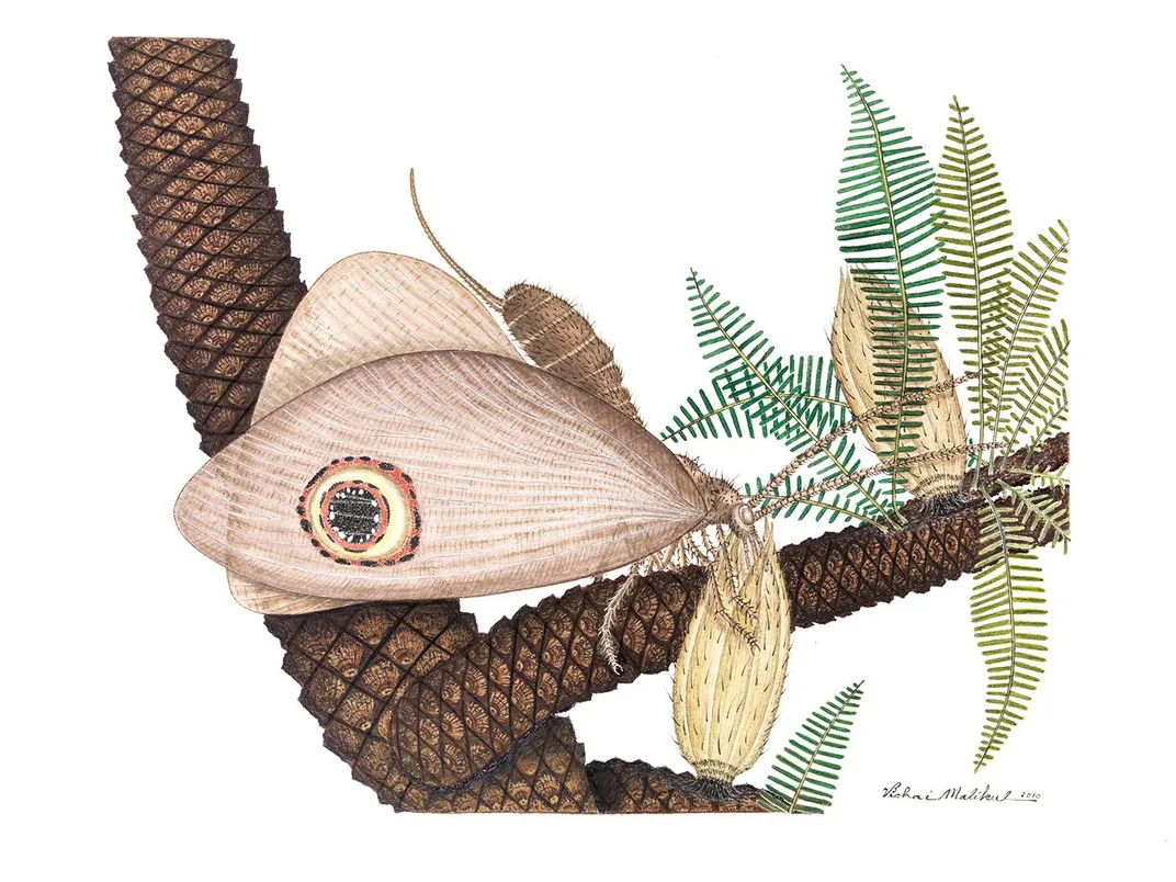 jurassic butterfly illustration